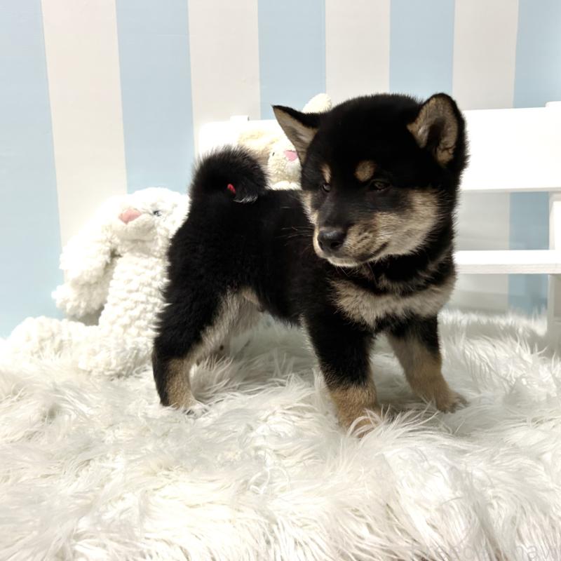 販売中の栃木県の柴犬-445913の7枚目