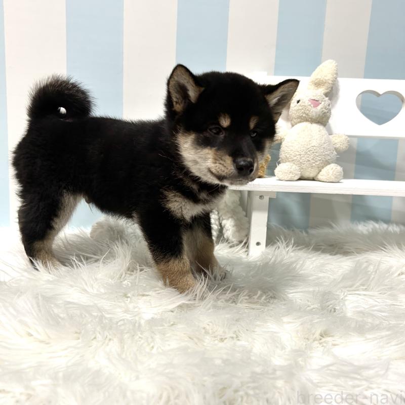 販売中の栃木県の柴犬-445913の6枚目