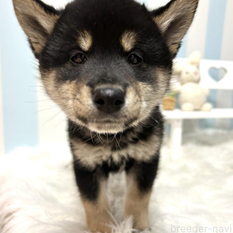 販売中の栃木県の柴犬-445913の5枚目