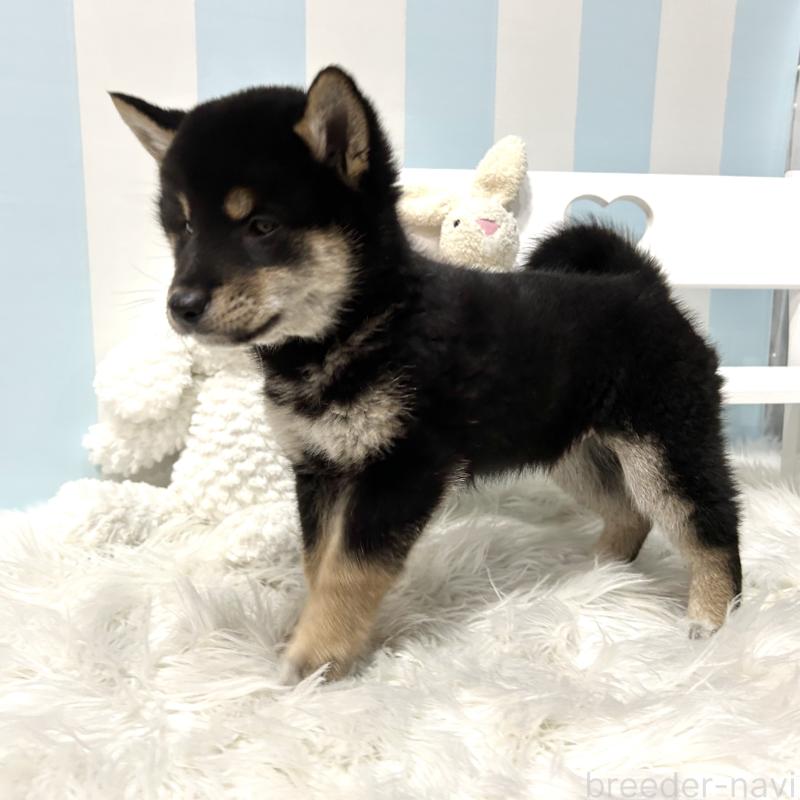 販売中の栃木県の柴犬-445913の4枚目