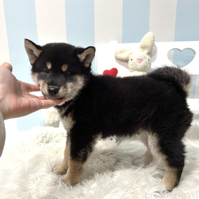 販売中の栃木県の柴犬-445913の2枚目