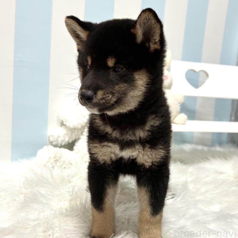 販売中の栃木県の柴犬-445914の15枚目