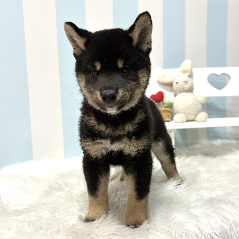 販売中の栃木県の柴犬-445914の14枚目