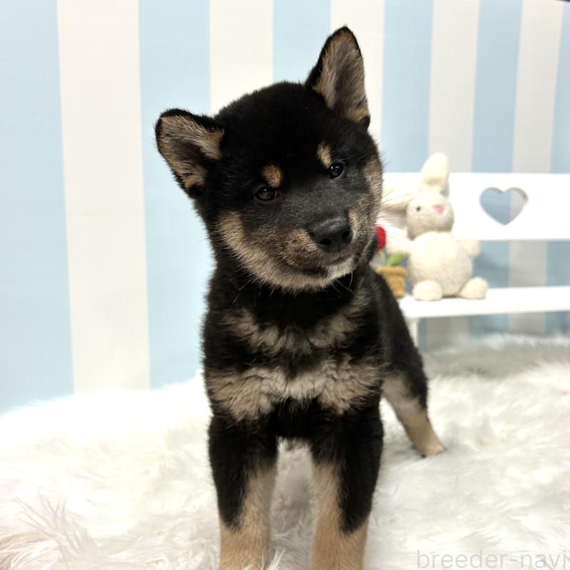 販売中の栃木県の柴犬-445914