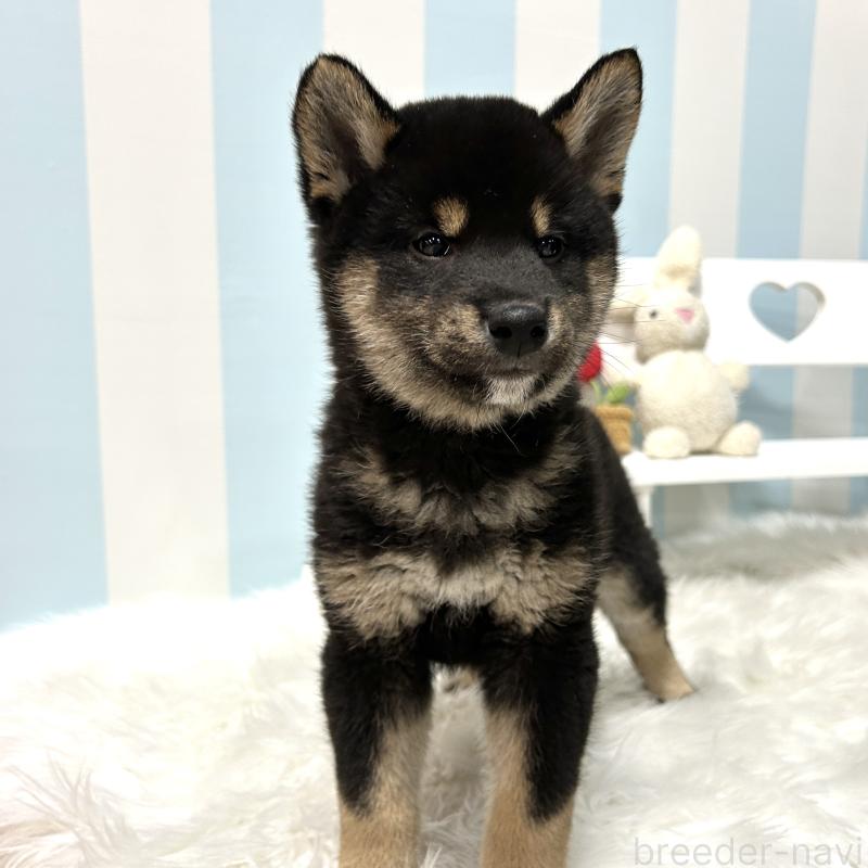 販売中の栃木県の柴犬-445914の13枚目