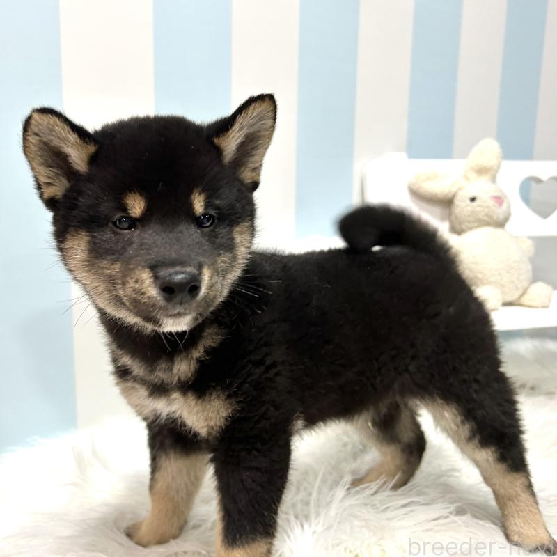 販売中の栃木県の柴犬-445914の9枚目