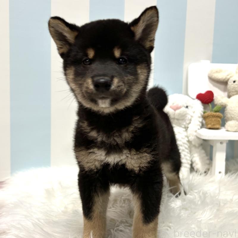 販売中の栃木県の柴犬-445914の7枚目