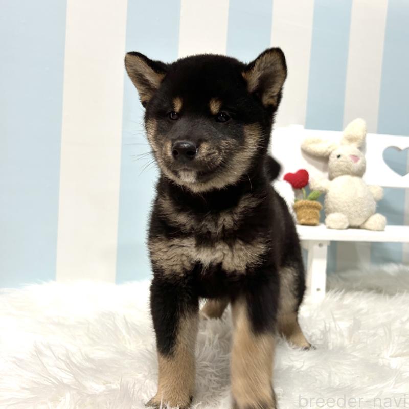 販売中の栃木県の柴犬-445914の6枚目