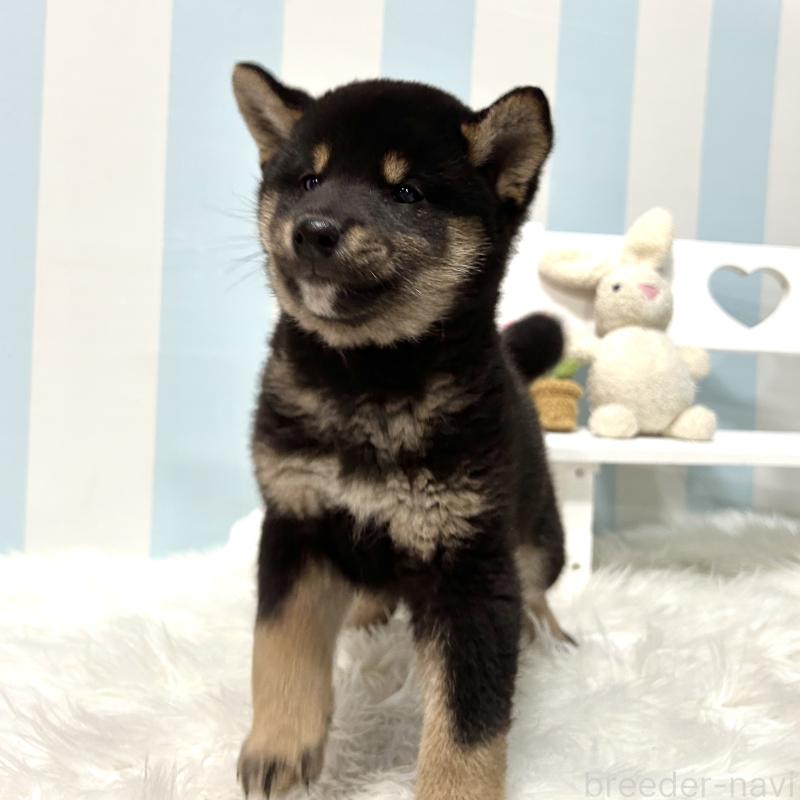 販売中の栃木県の柴犬-445914の5枚目