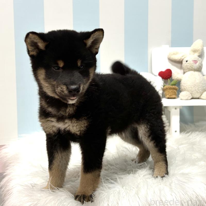 販売中の栃木県の柴犬-445914の4枚目