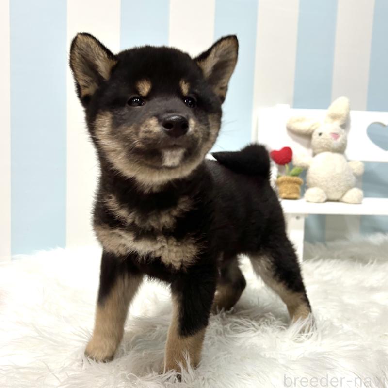 販売中の栃木県の柴犬-445914の3枚目