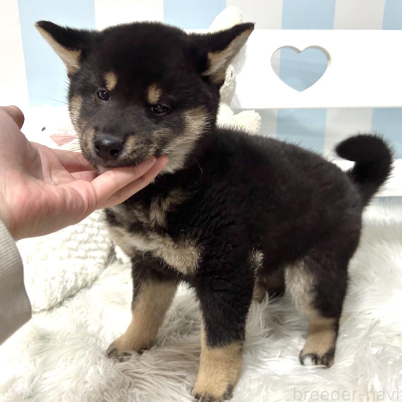 販売中の栃木県の柴犬-445914の2枚目