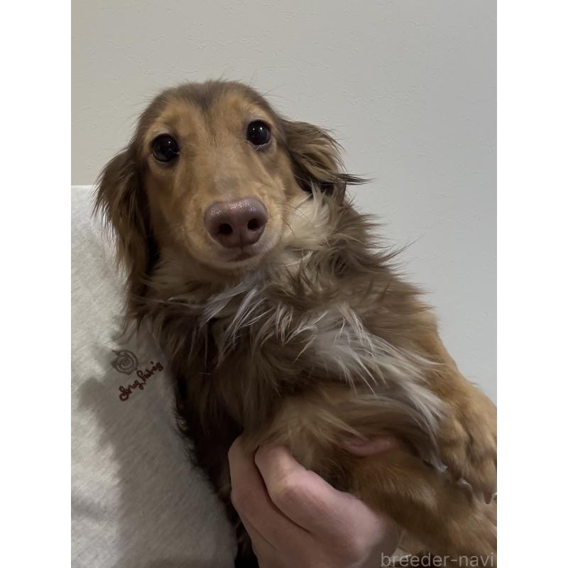 販売中の福岡県のミニチュアダックスフンド(ロングヘアード)-385924の2枚目