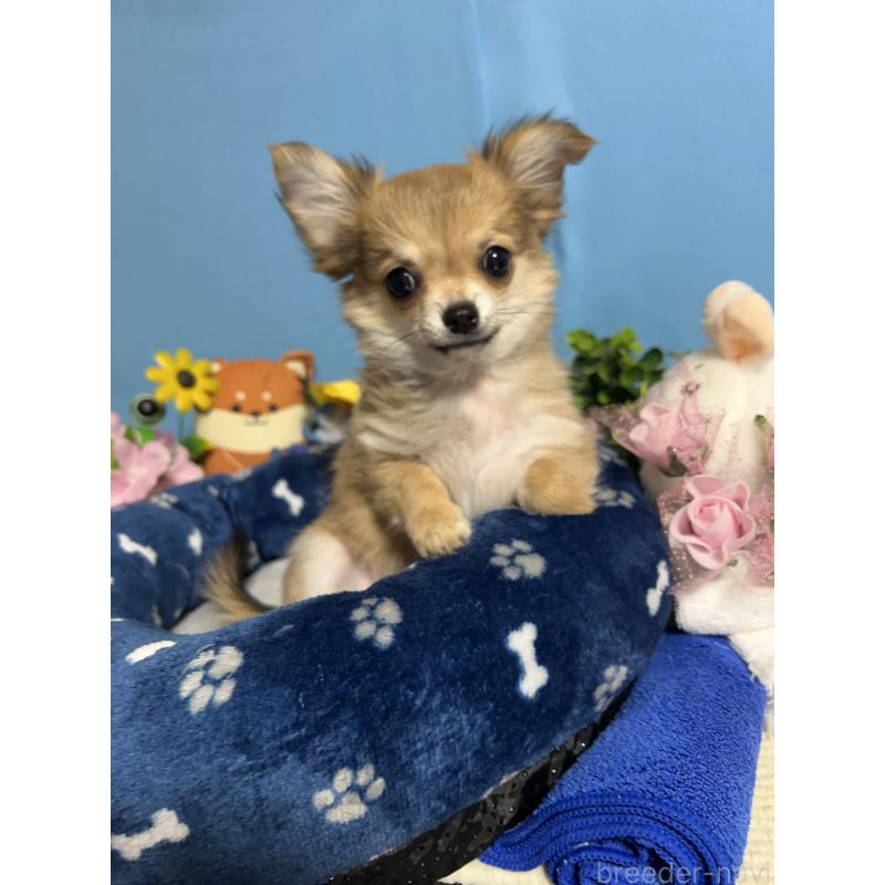 販売中の福岡県のチワワ(ロングコート)-436733の7枚目