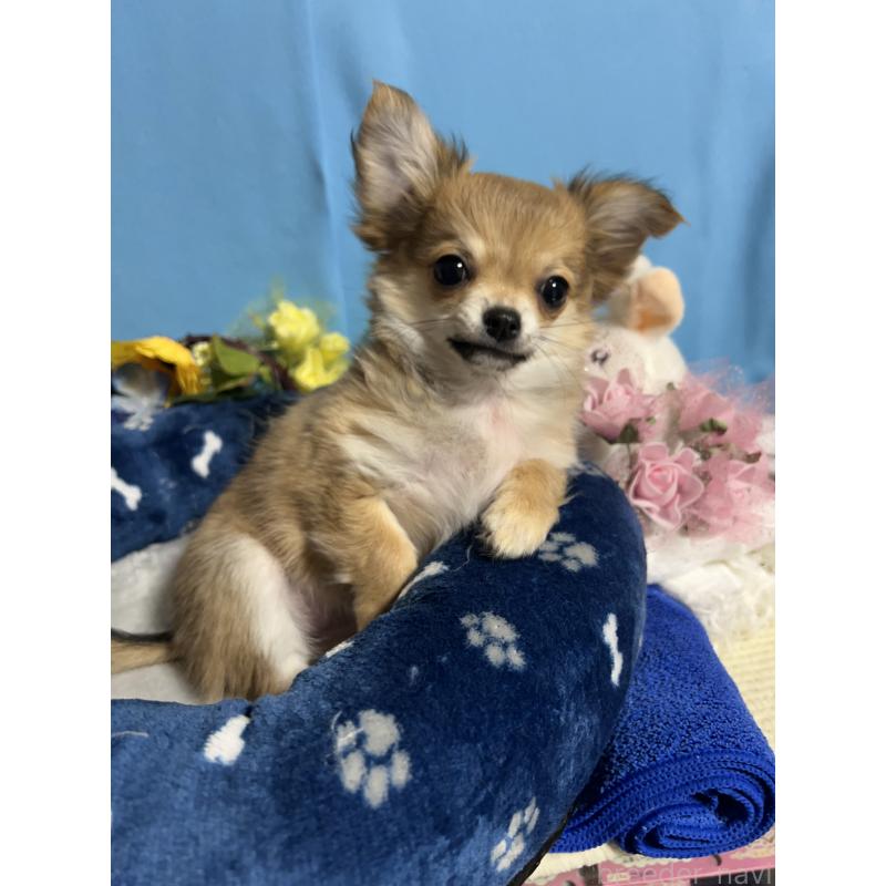 販売中の福岡県のチワワ(ロングコート)-436733の6枚目