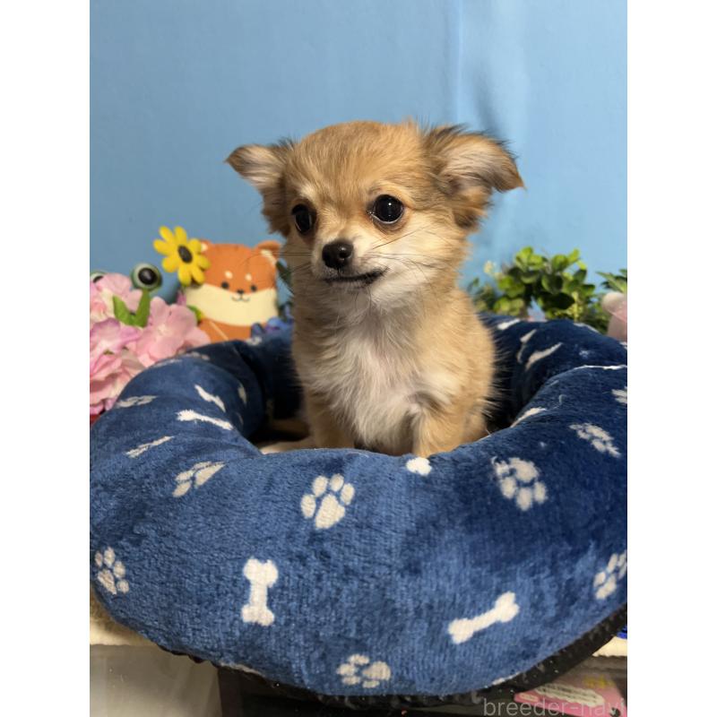 販売中の福岡県のチワワ(ロングコート)-436733の5枚目