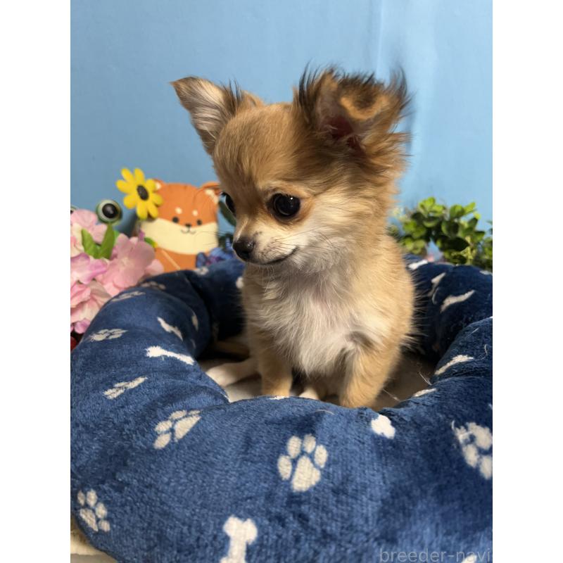 販売中の福岡県のチワワ(ロングコート)-436733の4枚目