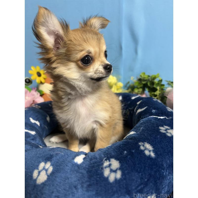 販売中の福岡県のチワワ(ロングコート)-436733の3枚目