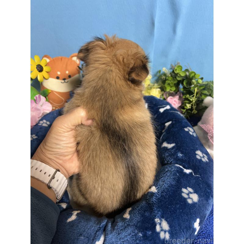 販売中の福岡県のチワワ(ロングコート)-436733の2枚目