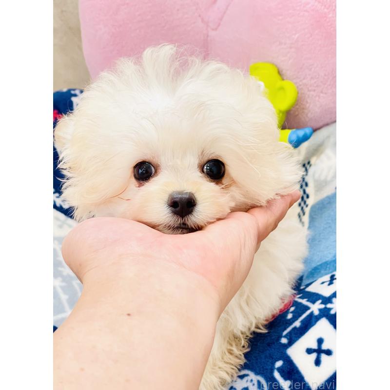 販売中の宮城県のチワプー:チワワ×トイプードル-437174の6枚目