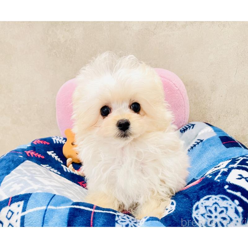 販売中の宮城県のチワプー:チワワ×トイプードル-437174の4枚目