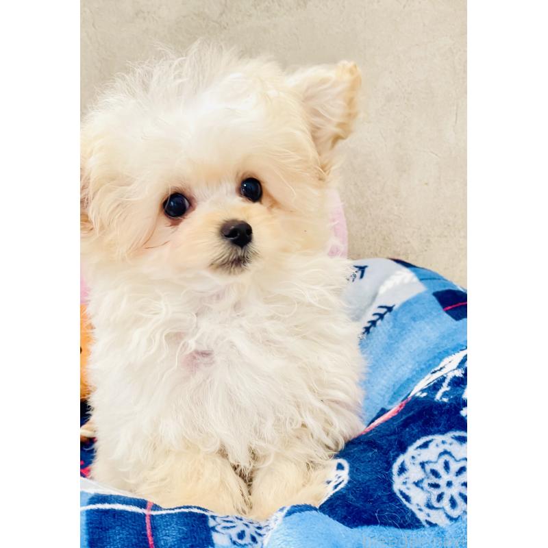 販売中の宮城県のチワプー:チワワ×トイプードル-437174の3枚目