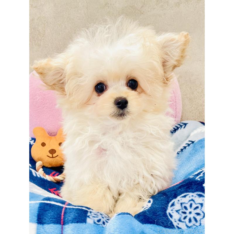 販売中の宮城県のチワプー:チワワ×トイプードル-437174の2枚目