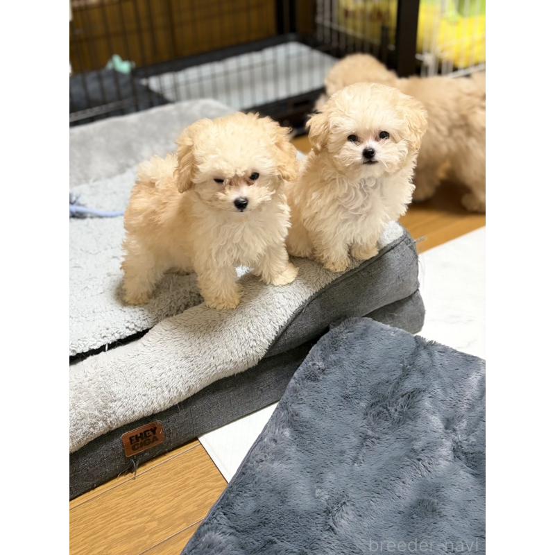 販売中の滋賀県のトイプードル-445915の2枚目