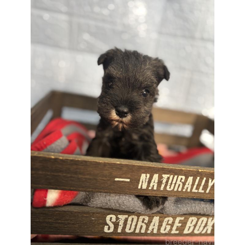 販売中の広島県のミニチュアシュナウザー-445916の3枚目