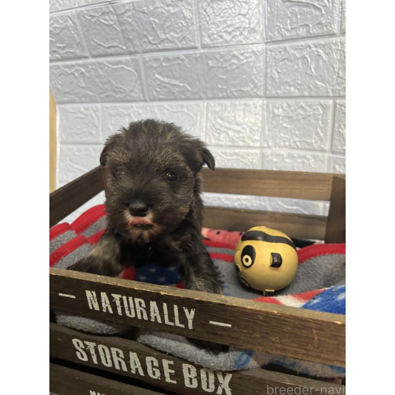 販売中の広島県のミニチュアシュナウザー-445916の2枚目