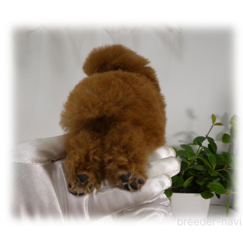 販売中の埼玉県のティーカッププードル-445917の16枚目