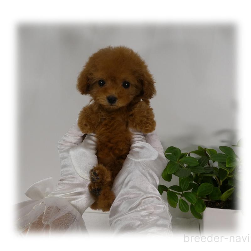 販売中の埼玉県のティーカッププードル-445917の15枚目