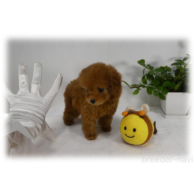 販売中の埼玉県のティーカッププードル-445917の14枚目