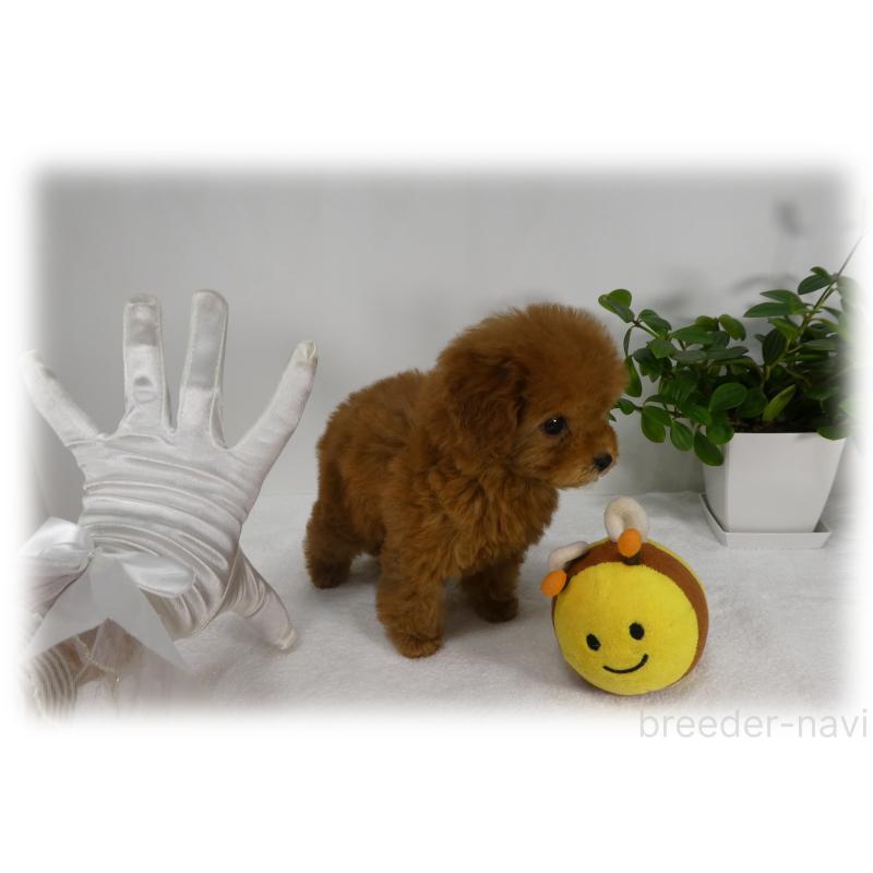 販売中の埼玉県のティーカッププードル-445917の13枚目