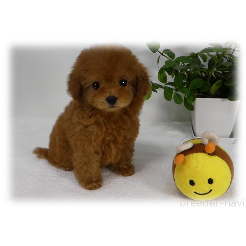 販売中の埼玉県のティーカッププードル-445917の9枚目