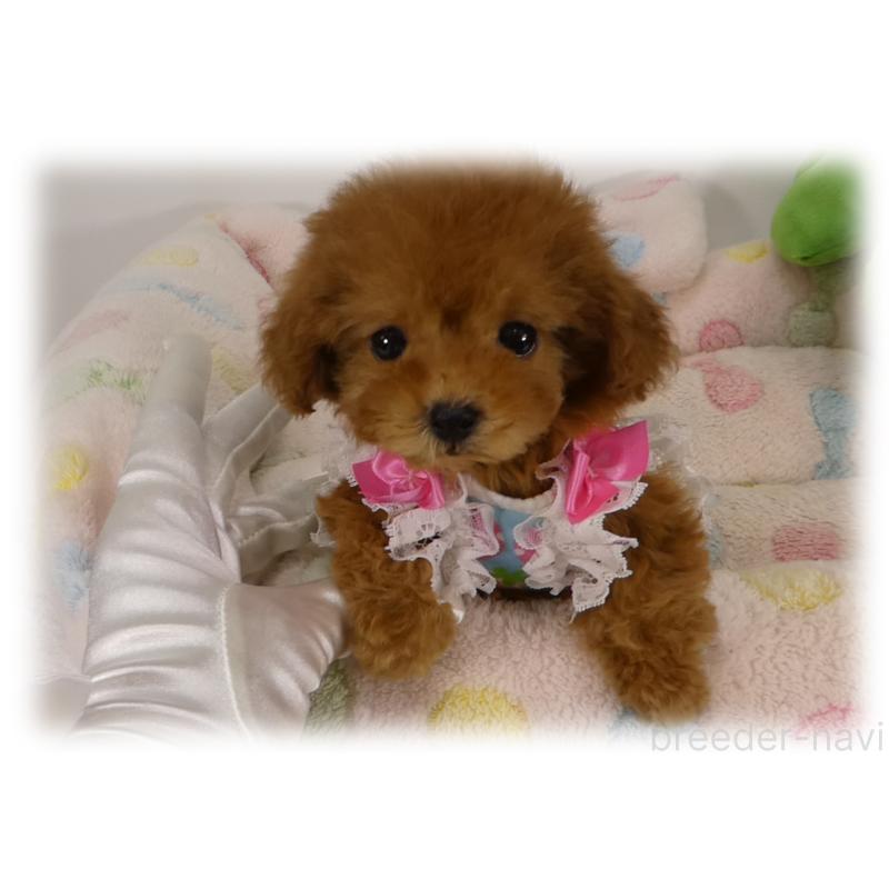 販売中の埼玉県のティーカッププードル-445917の7枚目