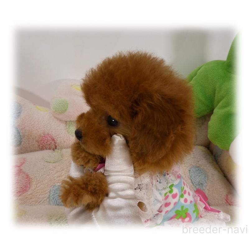 販売中の埼玉県のティーカッププードル-445917の4枚目