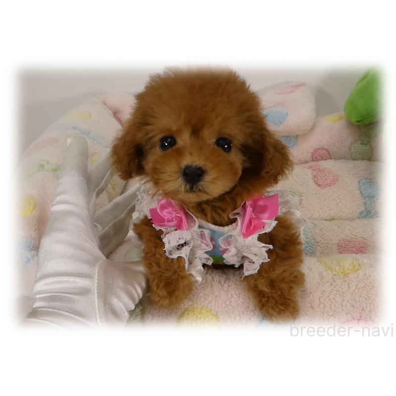 販売中の埼玉県のティーカッププードル-445917の3枚目