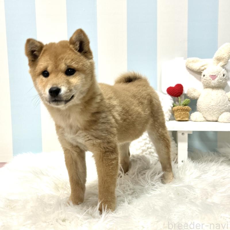 販売中の栃木県の柴犬-445918の13枚目