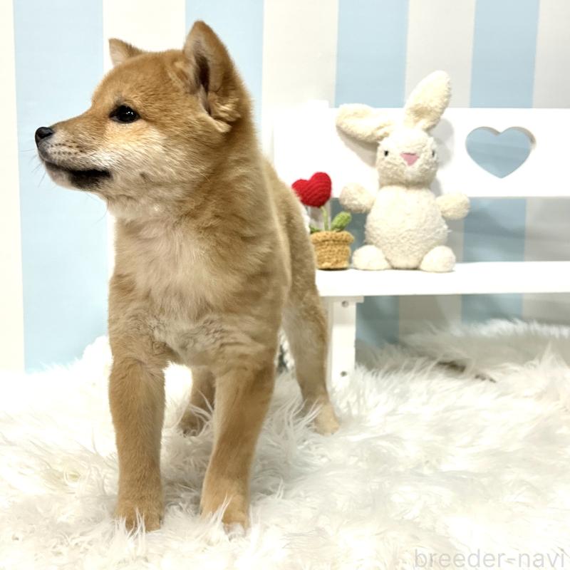 販売中の栃木県の柴犬-445918の12枚目