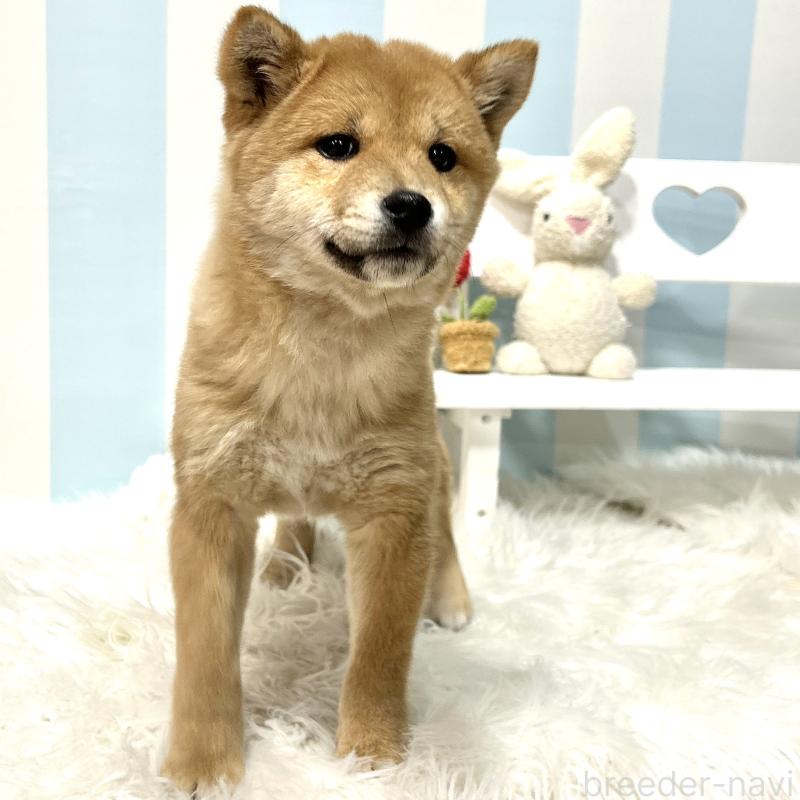 販売中の栃木県の柴犬-445918の11枚目