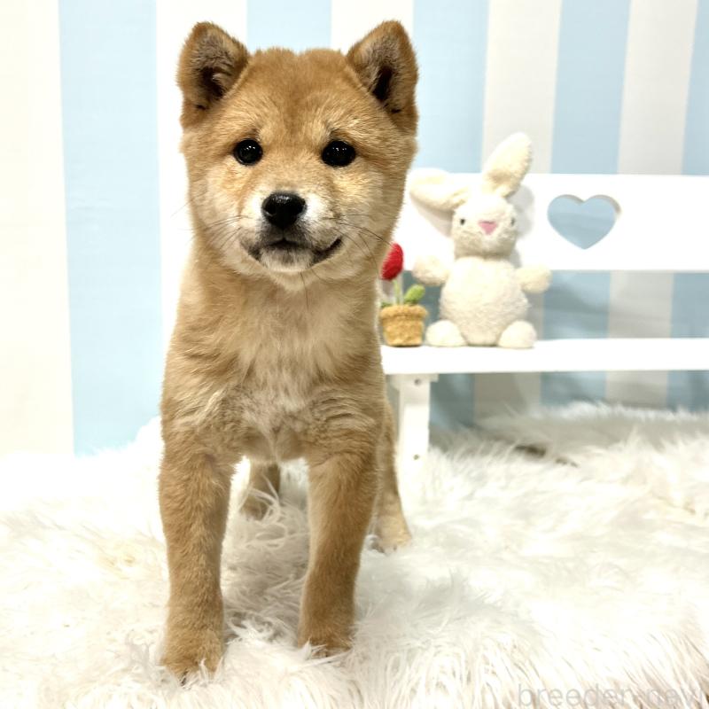 販売中の栃木県の柴犬-445918