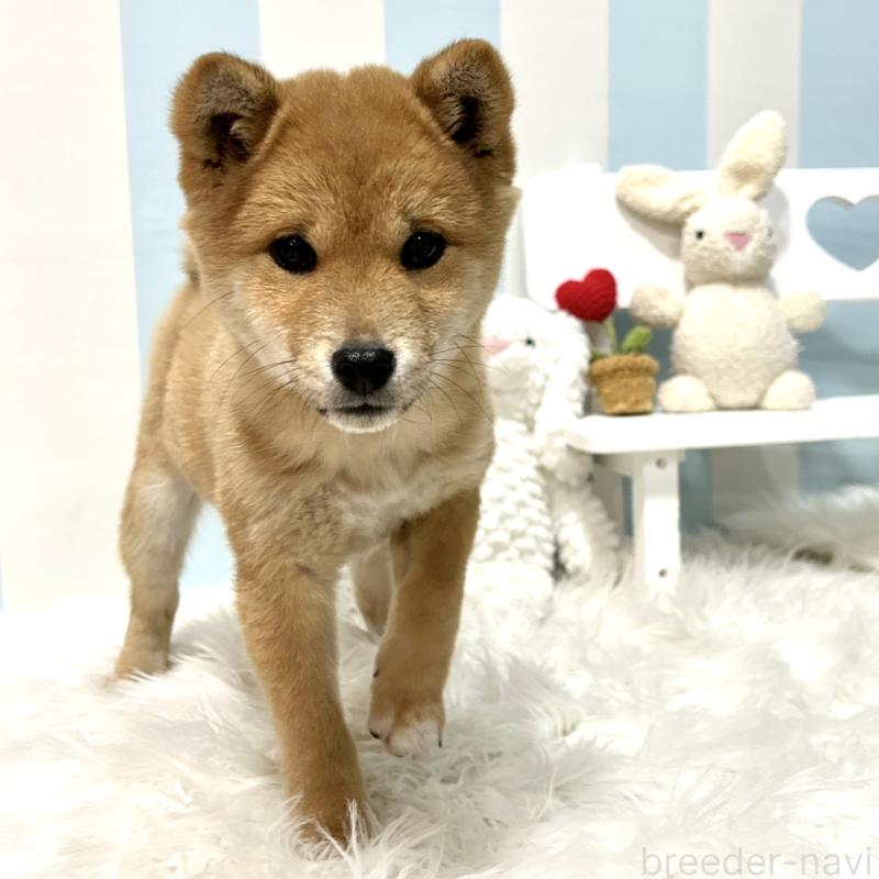 販売中の栃木県の柴犬-445918の10枚目