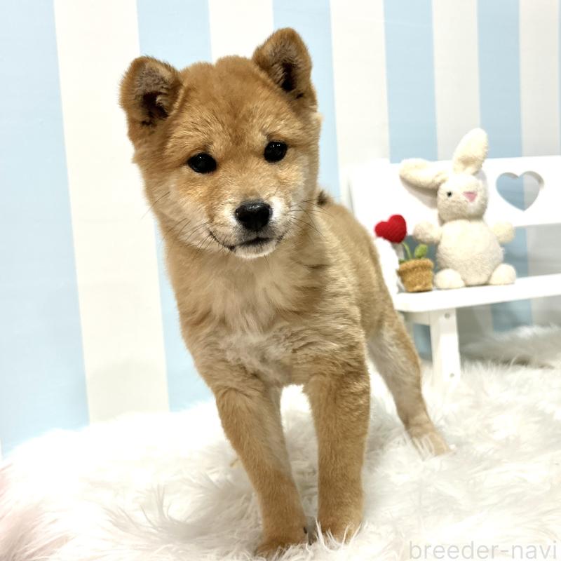 販売中の栃木県の柴犬-445918の9枚目