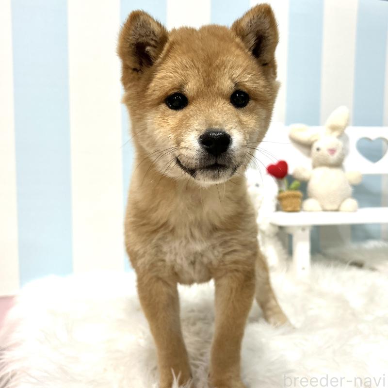 販売中の栃木県の柴犬-445918の8枚目