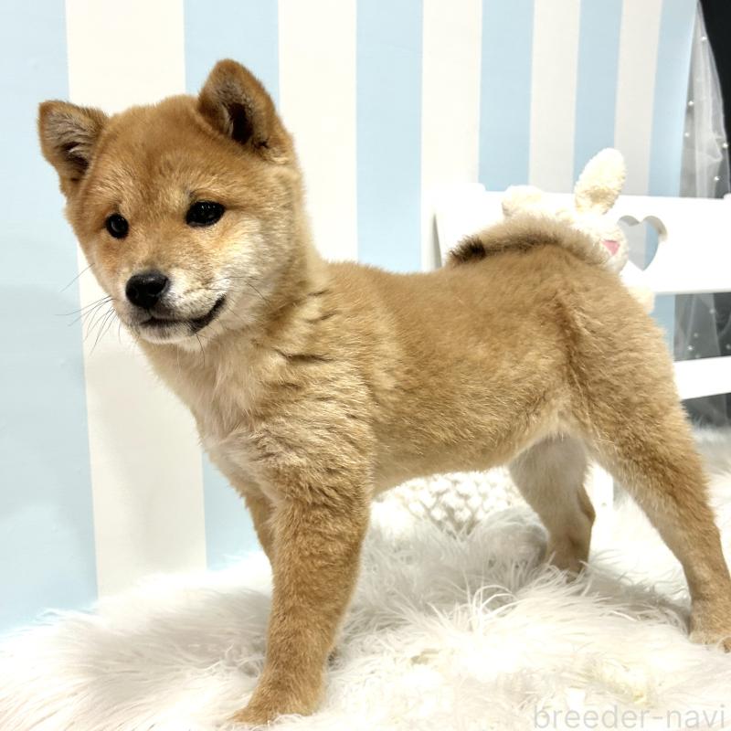 販売中の栃木県の柴犬-445918の7枚目