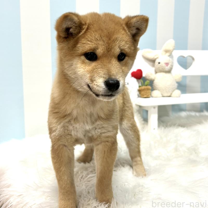 販売中の栃木県の柴犬-445918の6枚目