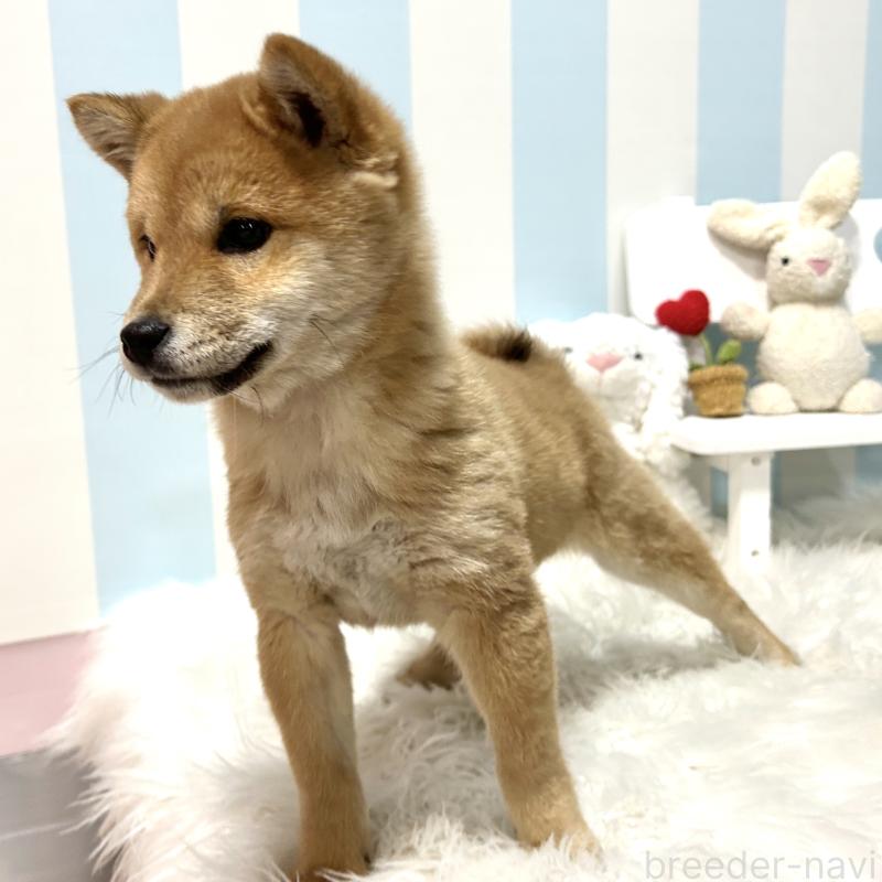 販売中の栃木県の柴犬-445918の4枚目