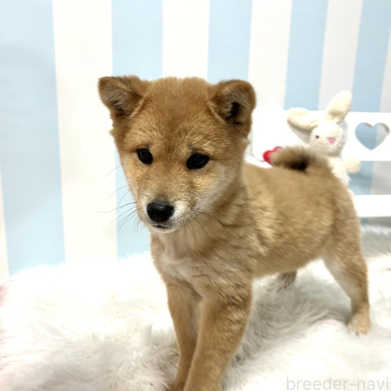 販売中の栃木県の柴犬-445918の3枚目