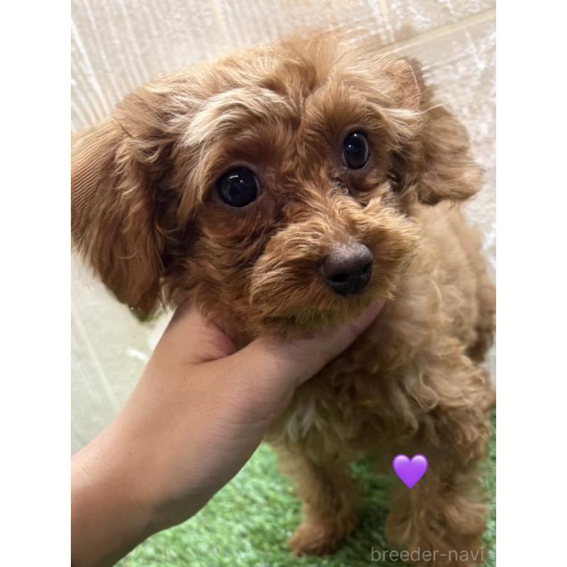 販売中の愛知県のトイプードル-429425